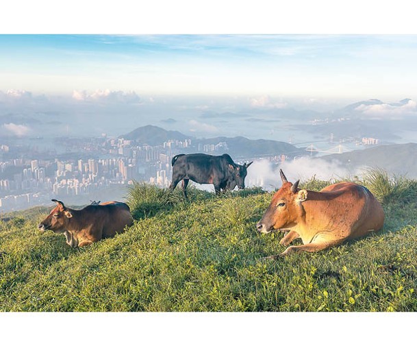 拍攝周邊風景時，不妨影低路經的牛隻，令構圖更為豐富。