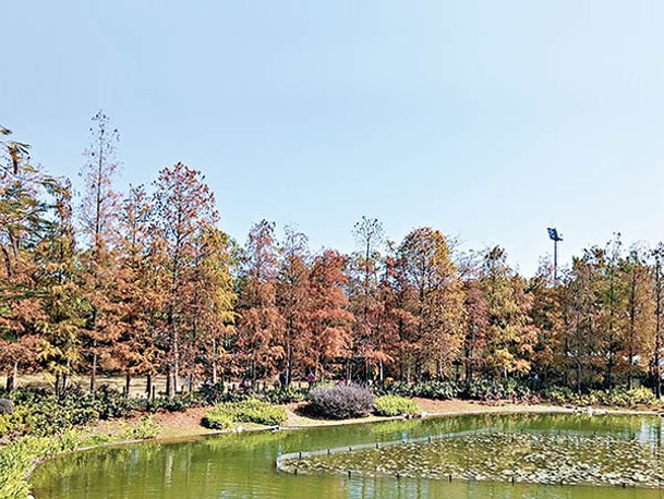 觀景台是欣賞紅葉的熱門打卡位，能飽覽湖泊和紅葉的美景。