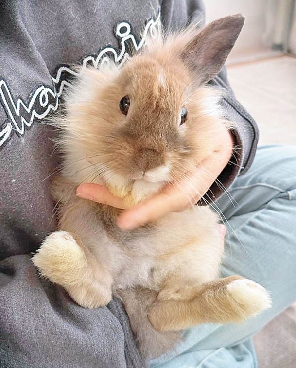 兔仔不時會跳到客人身上撒嬌，呆萌可愛。