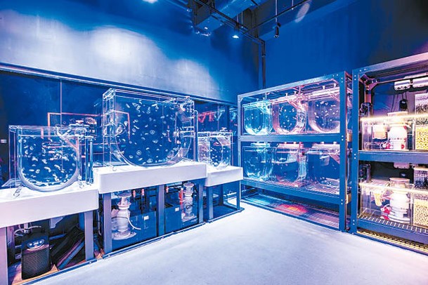水母實驗室內除了展示水母的生長周期和食物外，更有機會親歷水母的繁殖過程。