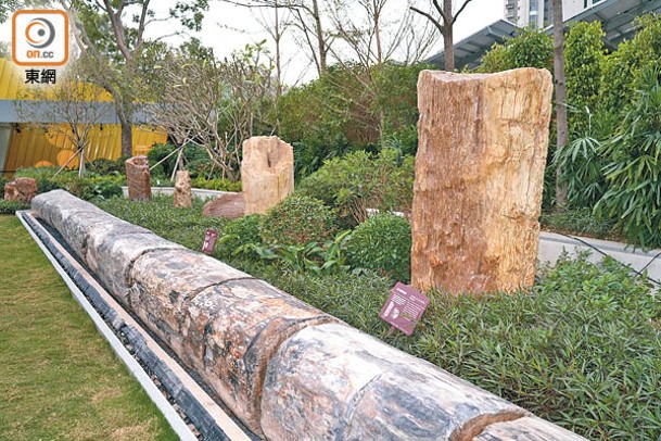 全長約30米的「日石」是園內最長的木化石，亦是全球第七長的木化石。