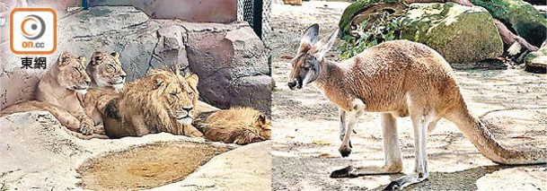 動物園：一場來到澳洲，無理由不探望具代表性的袋鼠和獅子一家的動態。