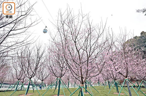 今年東涌櫻花園種有85棵好運來櫻花樹，場面壯麗。
