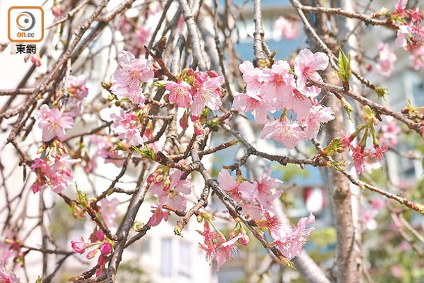 洲府枝垂櫻特點是樹枝彎曲向下垂，如楊柳般輕盈，同時又有櫻花的浪漫。