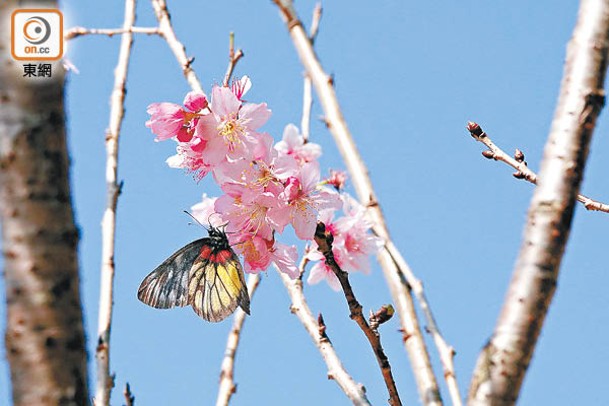 藍天白雲襯托出粉嫩櫻花的嬌美。
