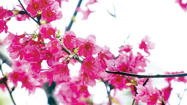 鐘花櫻桃呈深桃紅色，因綻放時猶如吊鐘狀而得名。