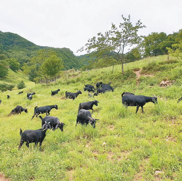 Sanneomi牧場原以飼養黑山羊為主要產業，現在擴充至汽車露營。