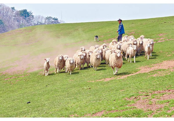 牧場內提供多種體驗，並有牧羊犬趕羊的表演。