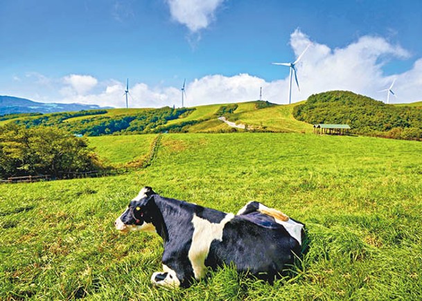 草原上可見到優哉悠哉的乳牛在曬太陽。