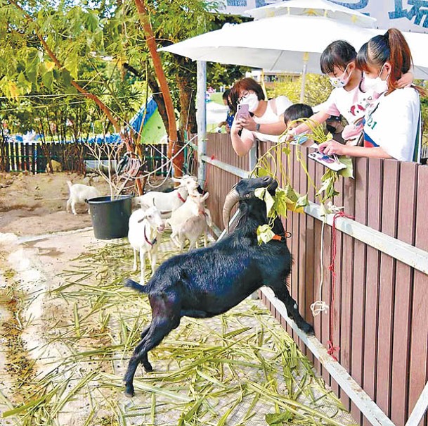 場內動物農莊養有牛羊和白兔，如要餵飼需付費購買飼料。