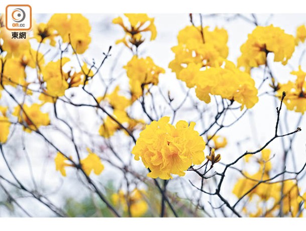 黃花風鈴木的花形呈漏斗狀， 盛放時花多葉少。