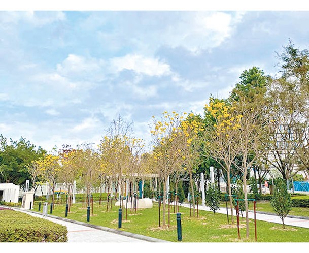 天柏路公園種了39棵黃花風鈴木，盛放時艷麗動人。