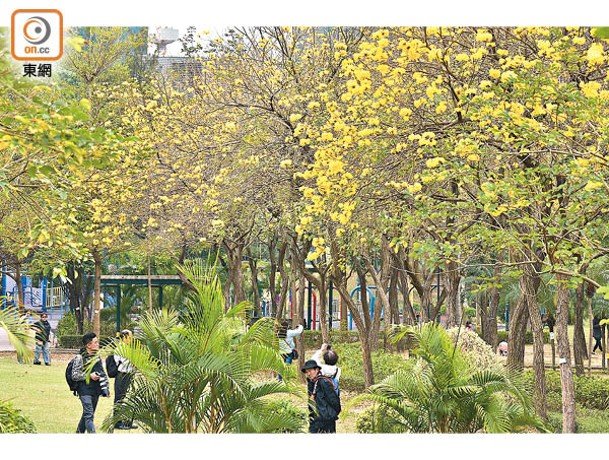 南昌公園內的小徑兩旁種植了逾150棵黃花風鈴木。
