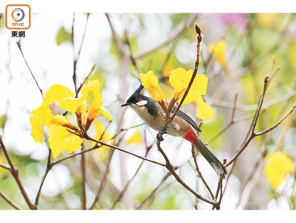 羽色繽紛的鳥兒搭配艷麗花朵，構成一幅大自然美好景象。