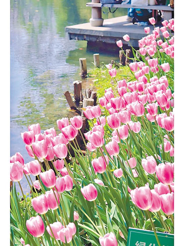 湖邊的粉色鬱金香，在陽光照耀下熠熠生輝，猶如莫奈筆下的畫。（小紅書@三分焦糖七分瑪奇朵）