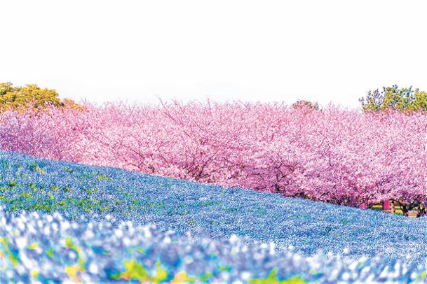 於海之中道海濱公園有機會欣賞到粉蝶花與櫻花同框的美景。