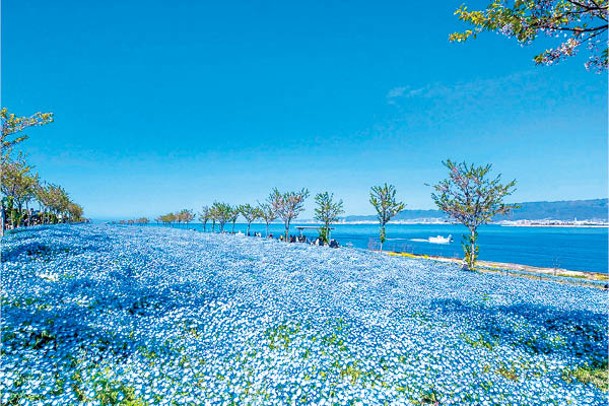 大阪舞洲海濱公園是關西地區最大規模的粉蝶花景點。
