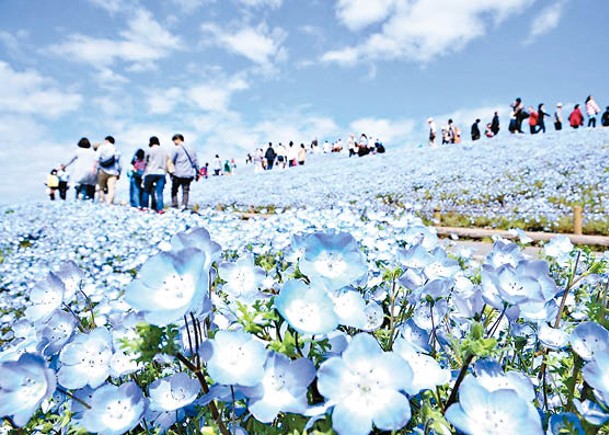 茨城縣的國營常陸海濱公園是觀賞粉蝶花的人氣熱點。