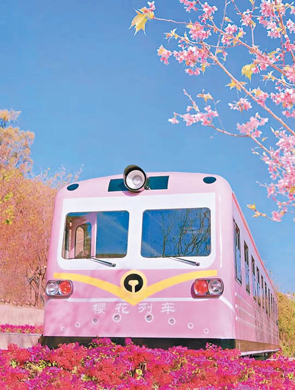 櫻花列車停泊在櫻花樹下，浪漫度爆燈。（小紅書@椰椰愛旅行）