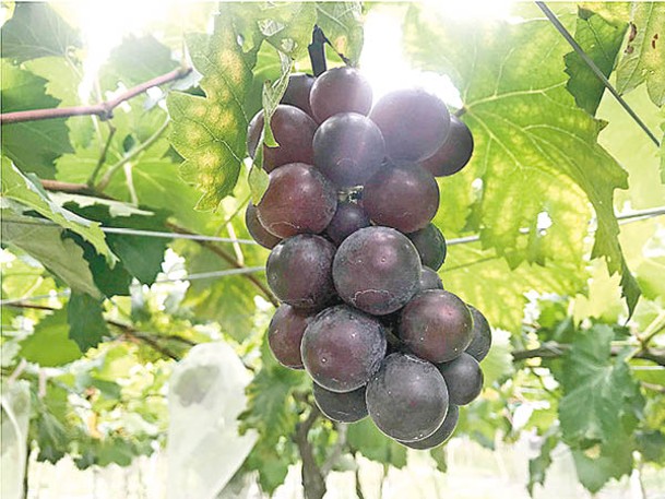大家可以採摘農莊內的葡萄，更可即場學習製作葡萄酵素。