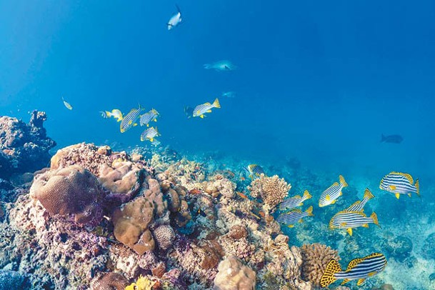 潛水艇內可近距離觀察珊瑚及海洋生物。