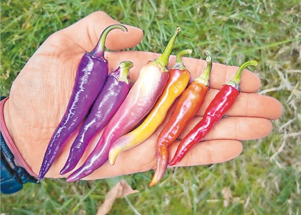 這款辣椒在不同階段顏色各異，最搶眼就是紫色。