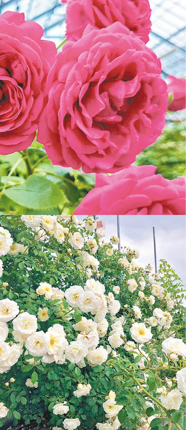 玫瑰園培育的新品種Benikasane和Mashiro除了供觀賞，更會現場發售。