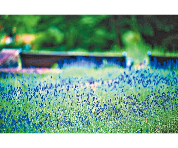 壯麗的薰衣草田會在5月下旬盛開，整個庭園都洋溢着清新氣味。