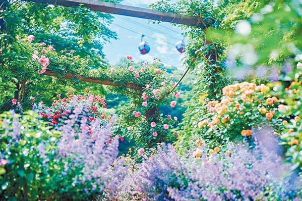 香草園位於神戶布引索道風之丘中間站和香草園山頂站之間， 可乘搭纜車從高空俯視花開燦爛。