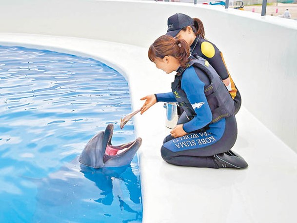 住客可在池內近距離觀察可愛的海豚。