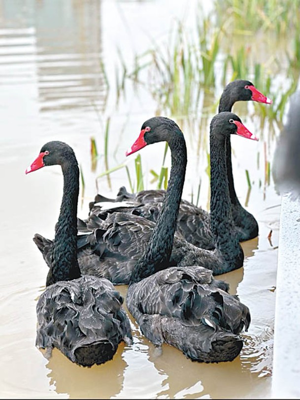 去到有機會看到黑天鵝、孔雀等野生動物。