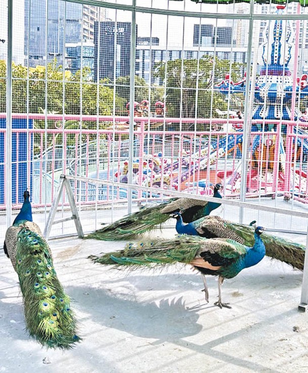 除了天鵝湖及鸚鵡互動園，還有孔雀等動物供人打卡。