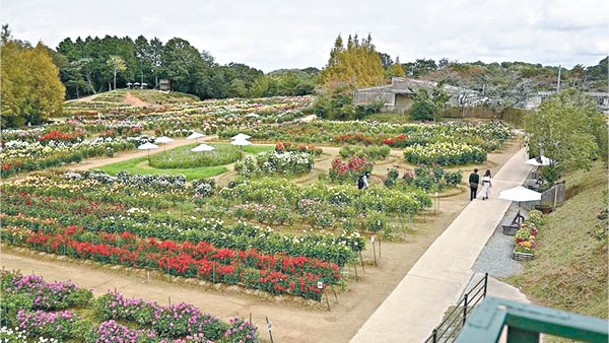 世羅高原花之森佔地2萬平方米，內裏按花的品種劃分為不同區域。