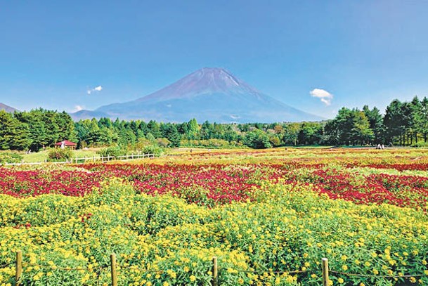 富士本栖湖度假村即日起至10月14日舉行彩虹花祭，園內種有多達15個品種、約8萬株花卉。