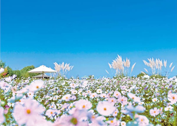 「天空的Crown」區域坐擁一大片粉色波斯菊花海，花朵密麻麻，畫面十分震撼！