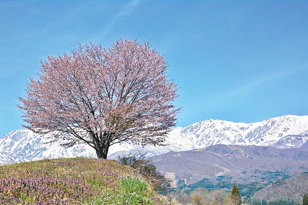 一本櫻是野平地區山丘上的一棵櫻花樹，如果碰巧開花季節定必要打卡。