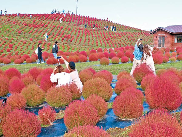 箱館山擁有西日本最大的百合花及掃帚草花園，約有6,000棵掃帚草。