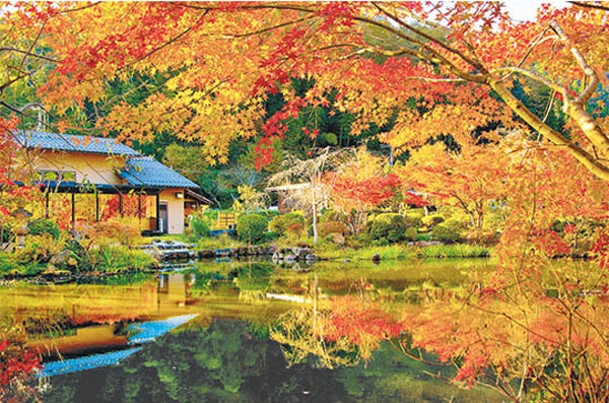 餐廳最大亮點是如畫般的庭園風景，秋天的紅葉如畫卷般燦爛。