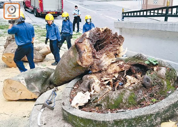 跑馬地：大樹樹幹斷開塌下。（王鏡文攝）