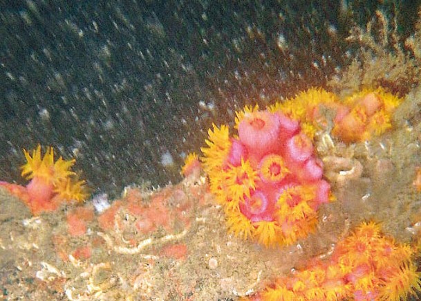 「新華輪」位於橫瀾島北岸海底的遺骸。（受訪者提供）