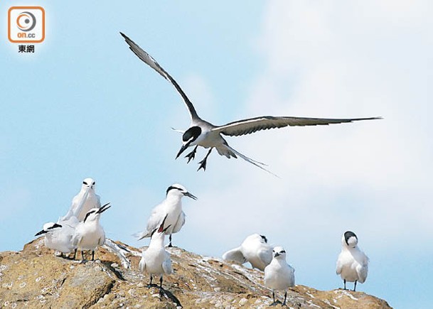 正值燕鷗來港繁殖季  漁護署籲勿登島騷擾