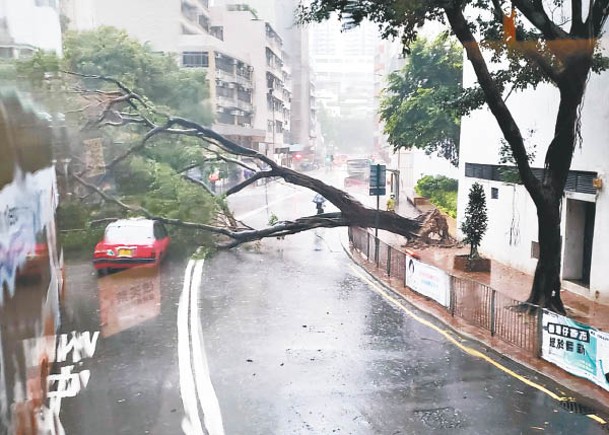 香港仔：大樹倒下壓向行車線，擊中的士。