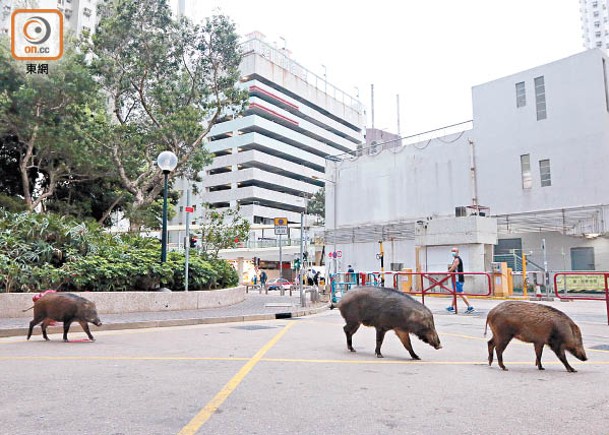 不少野豬因覓食而闖入市區造成滋擾。
