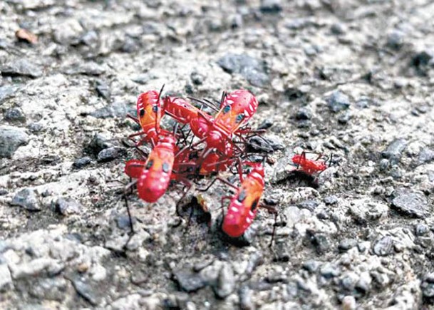 黏液接觸人體可致嚴重過敏  害蟲紅蝽聯群結隊襲北區