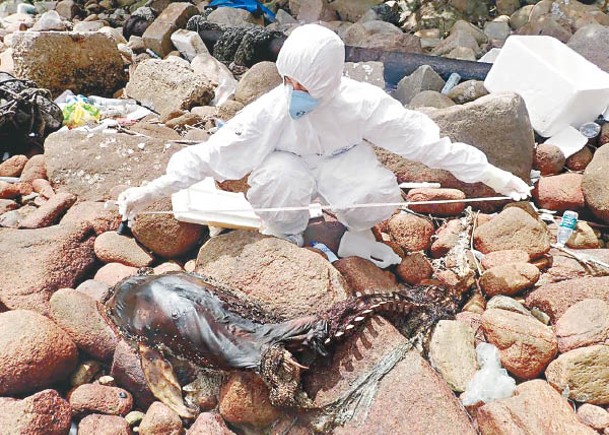 舂坎角泳灘發現的江豚已化骸骨。（香港海洋公園保育基金提供）