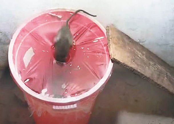 有網民以水桶、保鮮紙及鼠餌便製出低成本的捕鼠器。
