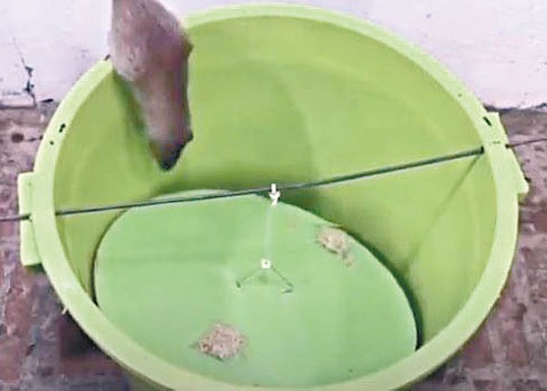有網民在水桶掛上黏有鼠餌的圓板，吸引老鼠墮桶。