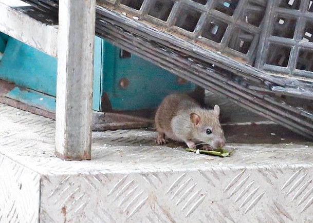 食環署於今季引入帶有食物味道的有毒鼠餌。