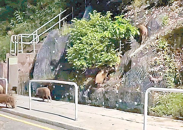 野豬從山頭跑落馬路搶食。