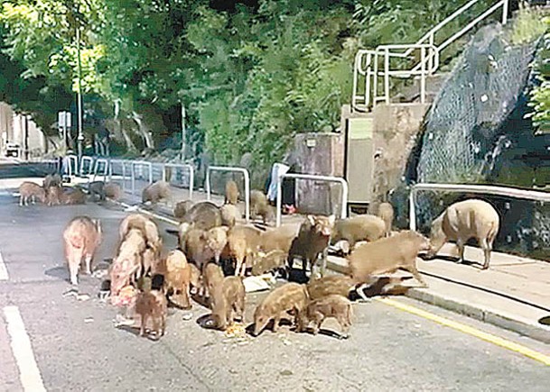 海綿廢料當美食  30野豬街頭開餐